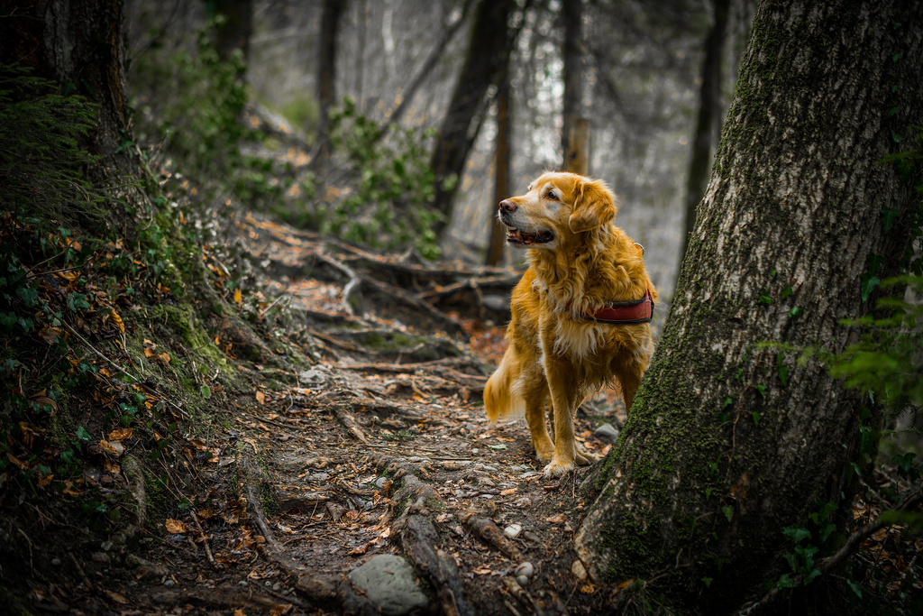 Hund ohne Leine im Wald